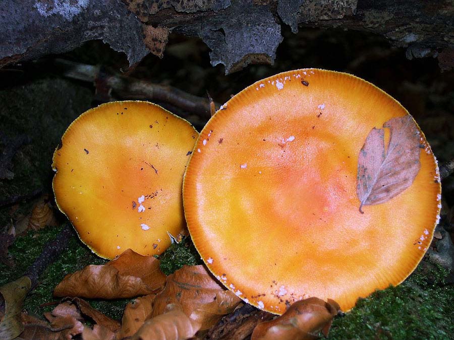 Amanita muscaria forma aureola.Velenoso.